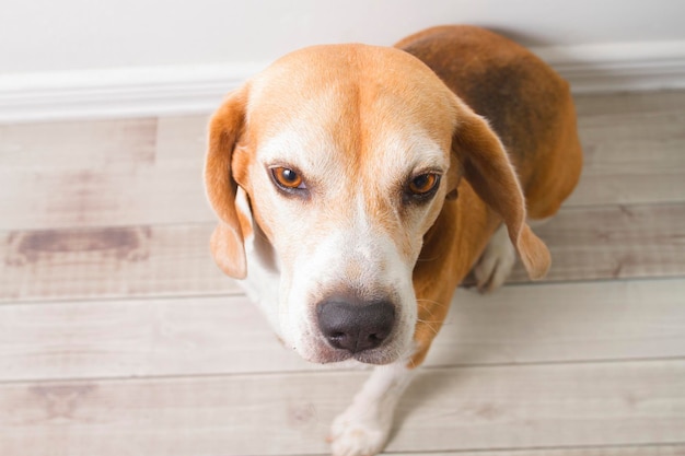 Cachorro beagle adulto se aproximando de seu rosto