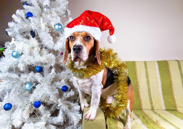 Cachorro beagle bonito em enfeites amarelos e chapéu de Papai Noel em pé no sofá pela árvore de natal branca
