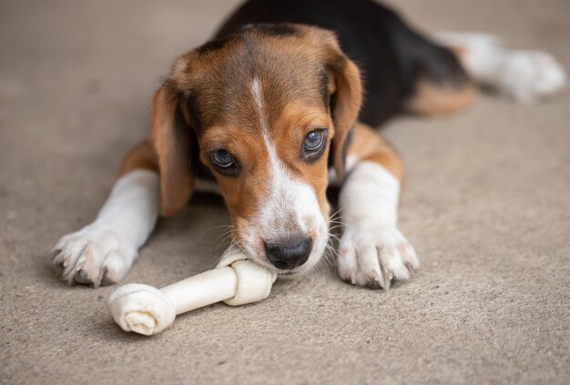 Foto cachorro beagle bonito pequeno, olhando para cima