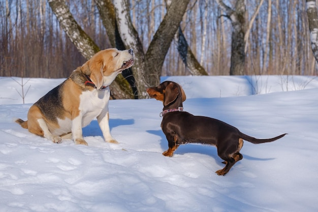 Cachorro Beagle brincando com um filhote de dachshund enquanto caminhava em um parque nevado