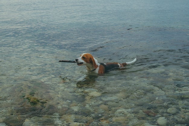 Cachorro Beagle carrega um pedaço de pau fora d'água Um cachorro no mar