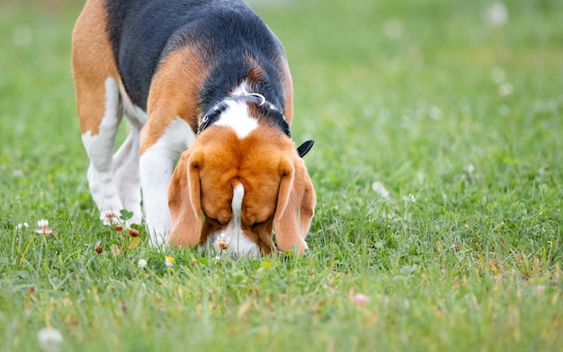 Cachorro Beagle cheirando a grama