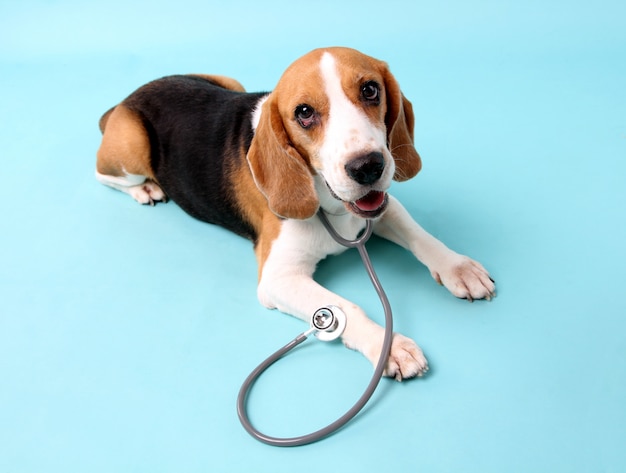 Cachorro beagle com estetoscópio como veterinário