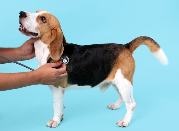 Cachorro beagle com estetoscópio como veterinário