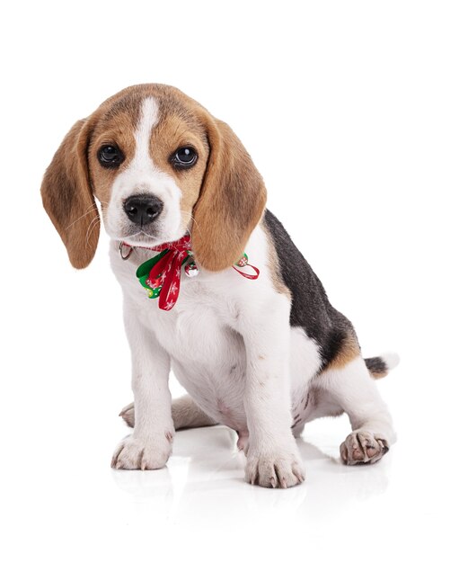 Cachorro beagle com um colar de natal em branco isolado