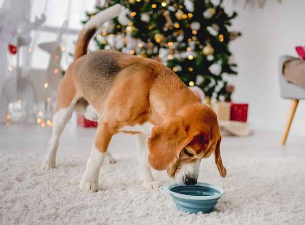 Cachorro Beagle come ração da tigela na época do Natal em uma aconchegante casa de Ano Novo com árvore festiva e luzes. Animal de estimação cachorrinho de raça pura com comida no Natal