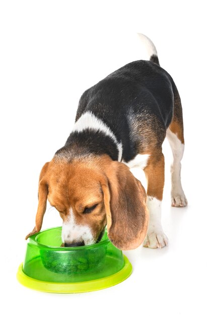 Cachorro beagle comendo isolado no branco