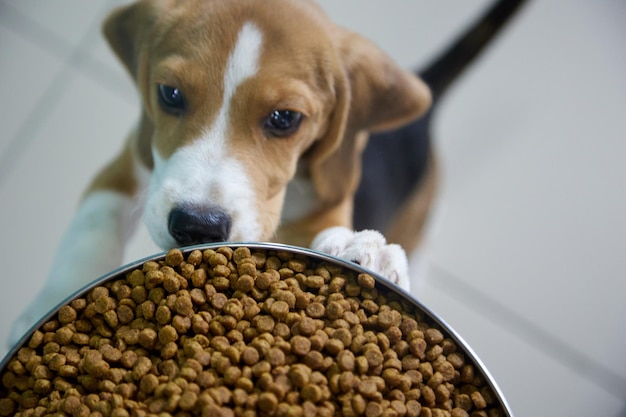 El cachorro Beagle se va a comer un tazón lleno de comida para perros demasiado grande para él Enfoque suave de la glotonería de un perro hambriento