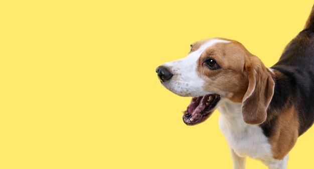 Foto cachorro beagle em amarelo no estúdio.