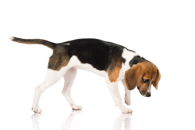 Foto cachorro beagle em branco