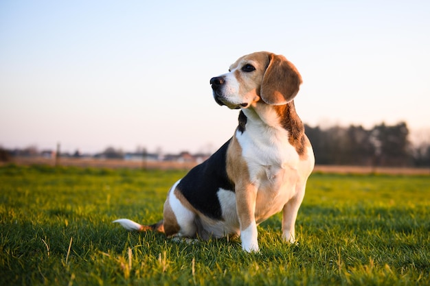 Cachorro Beagle em um campo de grama ao pôr do sol