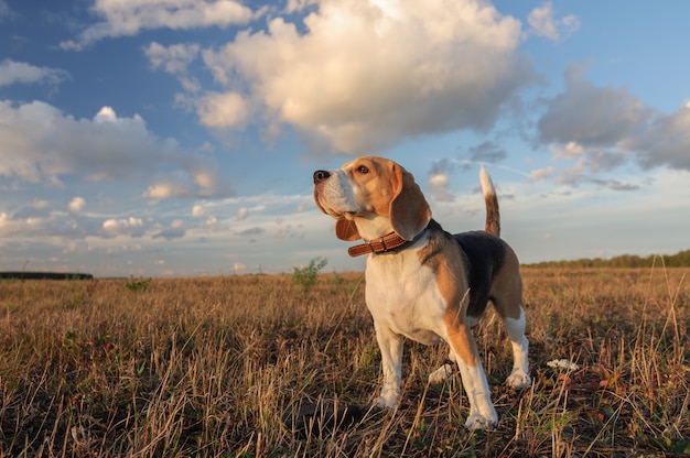 Cachorro Beagle em um fundo de nuvens densas durante uma caminhada na natureza