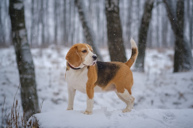 Cachorro Beagle em um passeio em um parque de inverno durante uma nevasca