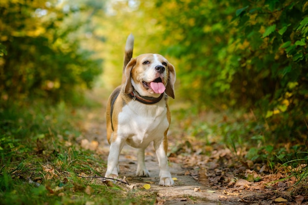 Cachorro Beagle em um passeio no parque de outono