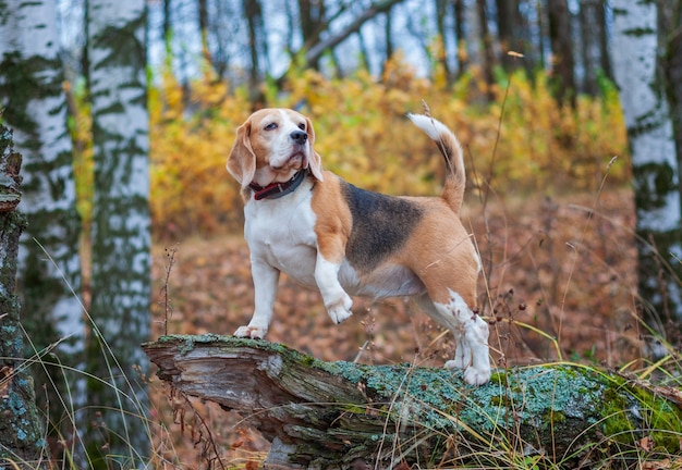 Cachorro Beagle em um passeio no parque de outono