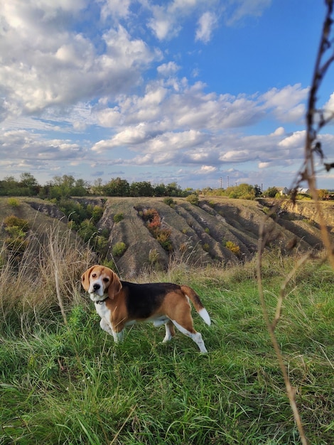 Cachorro Beagle em uma área montanhosa