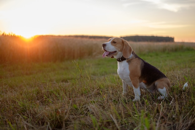 Cachorro Beagle em uma caminhada de verão sob os raios do sol poente