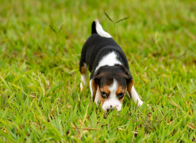 Cachorro Beagle farejando na grama verde.