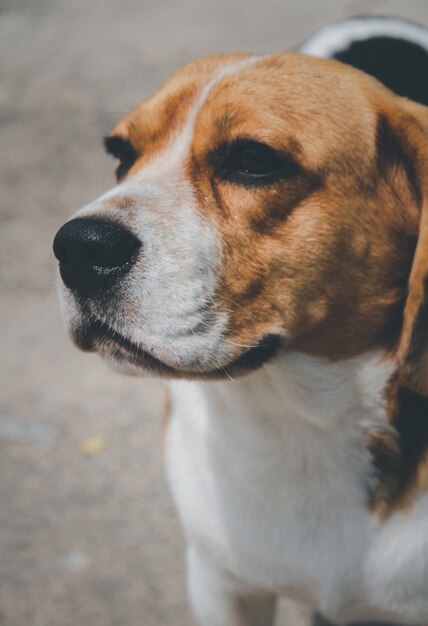 Cachorro beagle fofo brincando ao ar livre no parque em um dia ensolarado, esperando o comando de seu dono