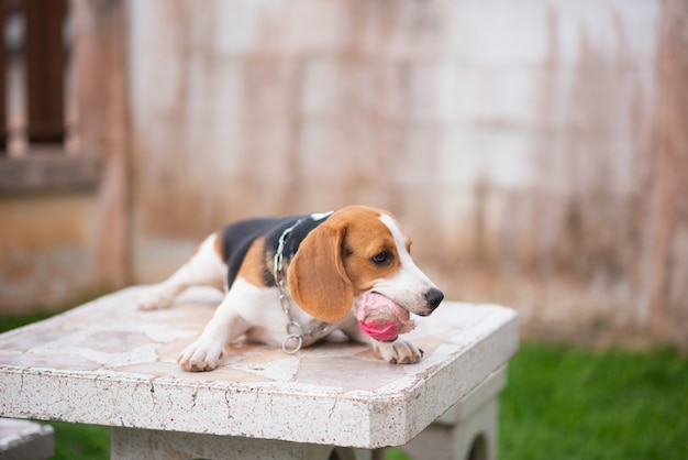 Cachorro beagle fofo com bola sentado na mesa