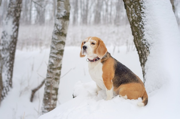 Cachorro beagle fofo em um passeio no parque no inverno