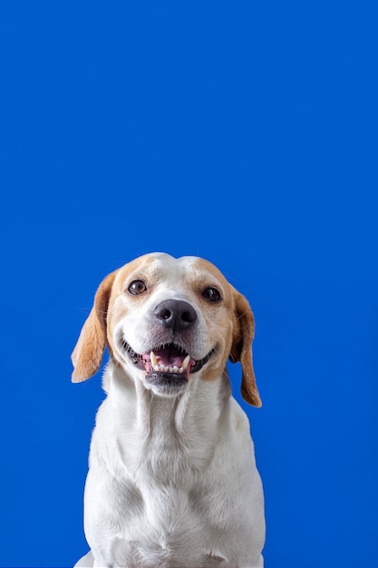 Foto cachorro beagle fofo sorrindo sobre fundo azul sólido