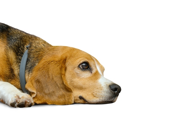 Cachorro Beagle isolado em um fundo branco