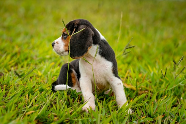 Cachorro Beagle jugando en la hierba verde.