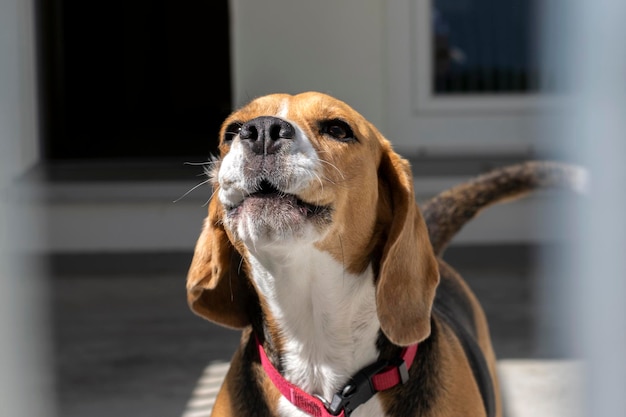 Cachorro beagle latindo em um abrigo