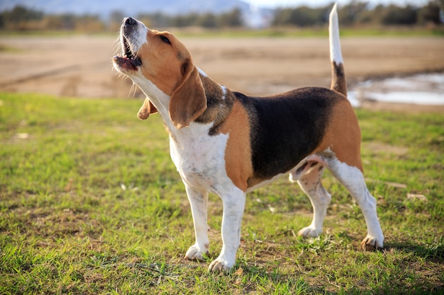 Cachorro Beagle latindo