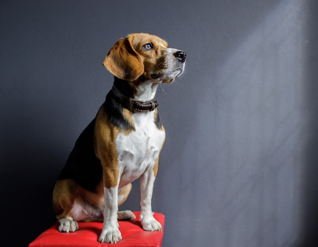 Cachorro Beagle mirando hacia arriba en la pantalla gris