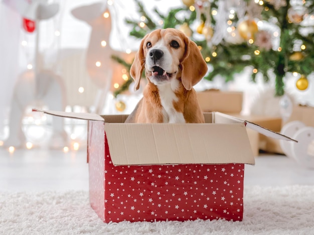 Cachorro Beagle na época do Natal