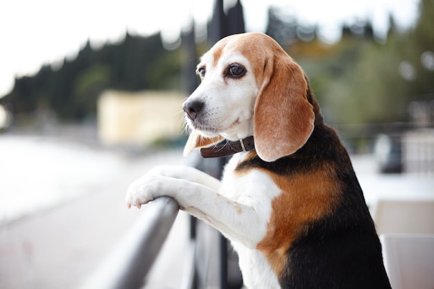 Cachorro Beagle olhando para longe