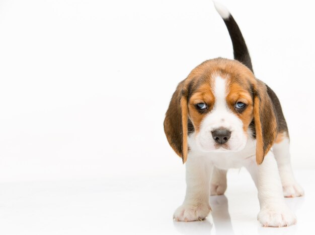 Cachorro beagle parado no fundo branco