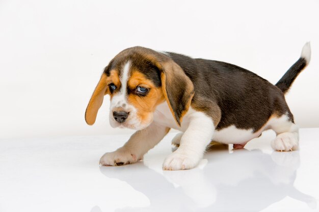 Cachorro Beagle de pie sobre el fondo blanco.