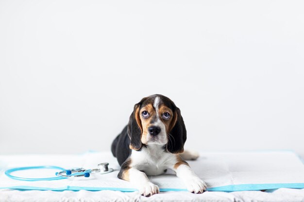 Foto cachorro beagle en la recepción del veterinario