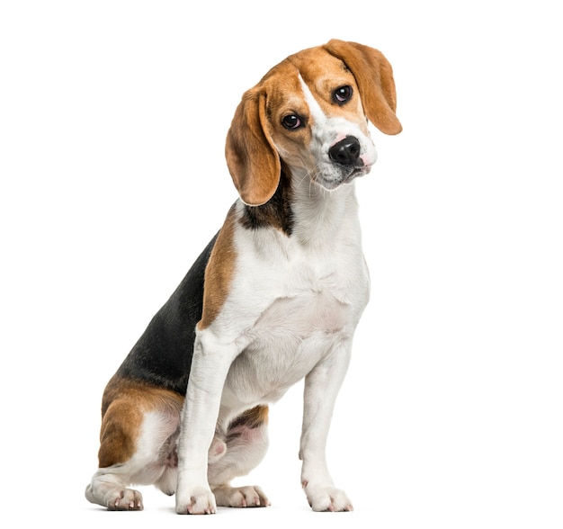Cachorro Beagle sentado contra um fundo branco