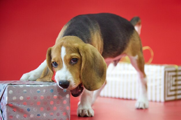 Cachorro Beagle sobre un fondo rojo abre un regalo con sus colmillos mirando a la cámara