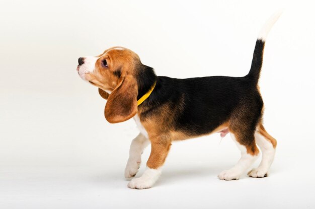 cachorro de beagle