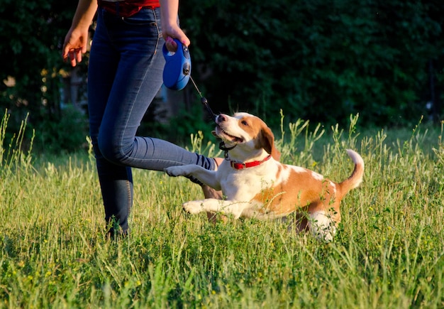 Cachorro beagle