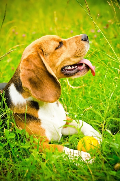 Cachorro beagle