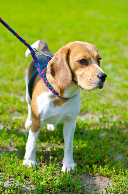 Cachorro beagle