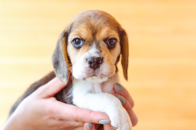 Cachorro beagle