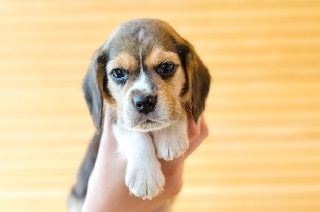 Cachorro beagle