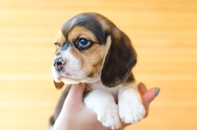 Cachorro beagle