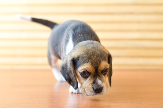 Cachorro beagle