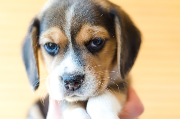 Cachorro beagle