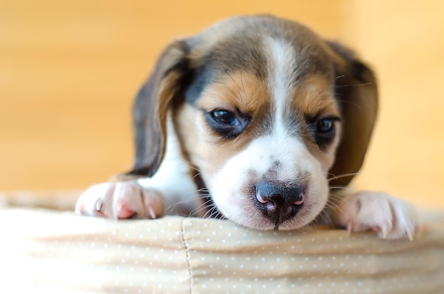 Foto cachorro beagle