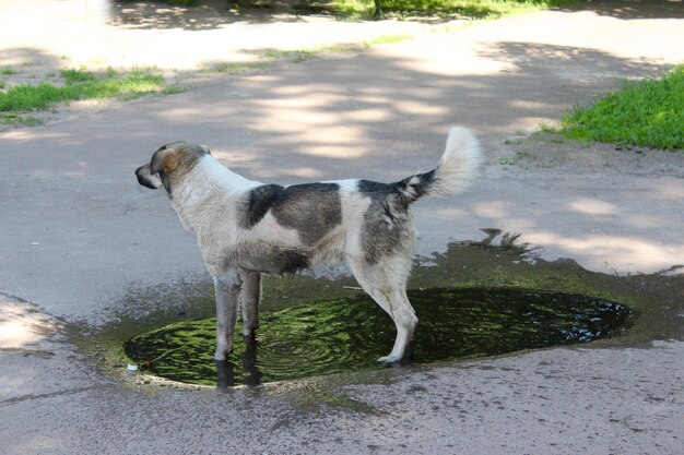 Cachorro bebendo água da enquete matando a sede