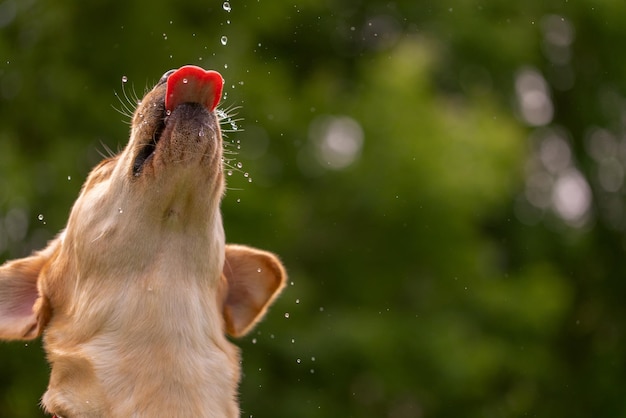 Cachorro bebendo água de garrafa plástica O dono do animal de estimação cuida de seu labrador retriever durante o dia ensolarado e quente conceito de cuidados com animais